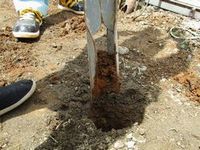 ダブルスコップ 軽量型ダブルスコップ 掘削 掘削ツールス 土壌調査 セロリ