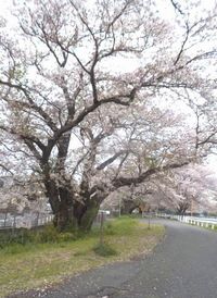 厚木市　桜並木