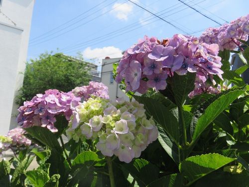 アジサイ　季節の花