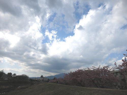 厚木の河津桜1