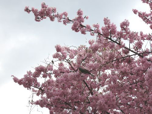 厚木の河津桜2