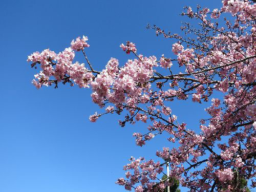 厚木の河津桜3